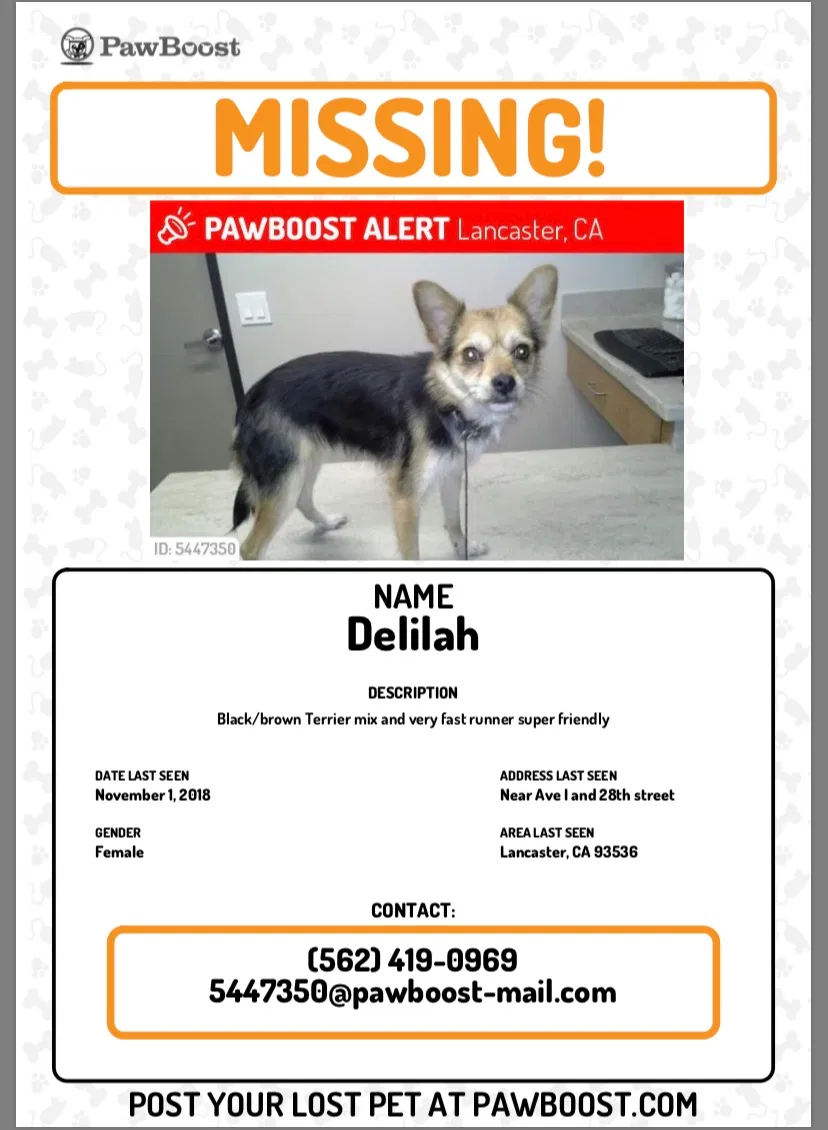 Lost dog in Lancaster, CA, 93534