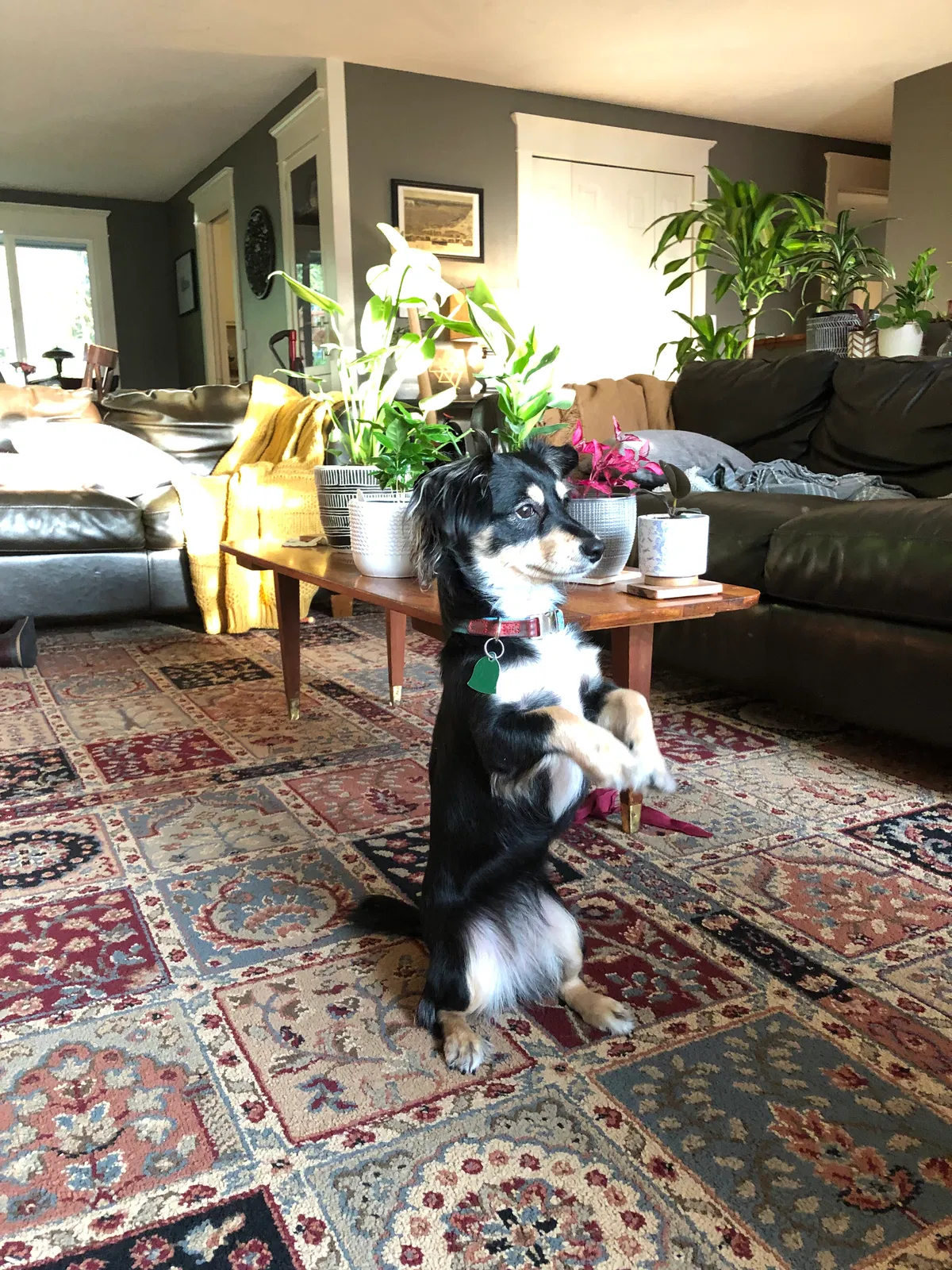Lost dog in Tacoma, WA, 98406