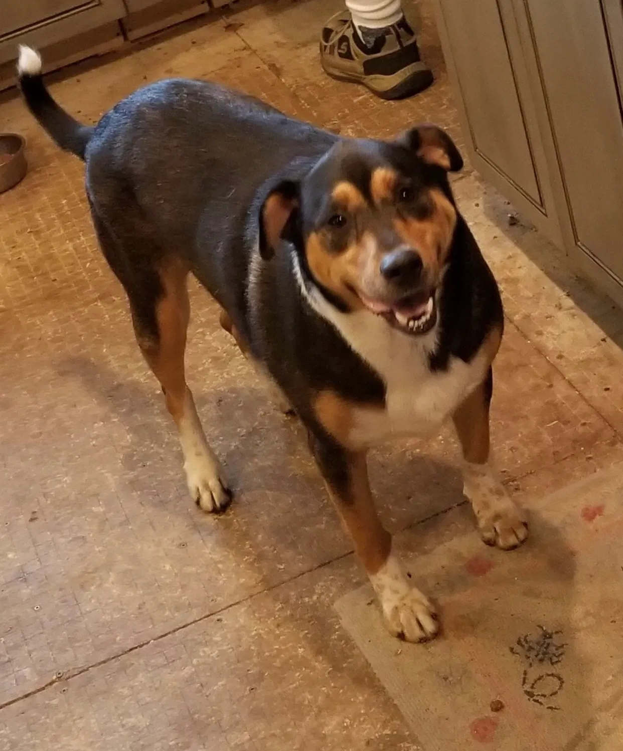 Lost dog in Troutman, NC, 28166