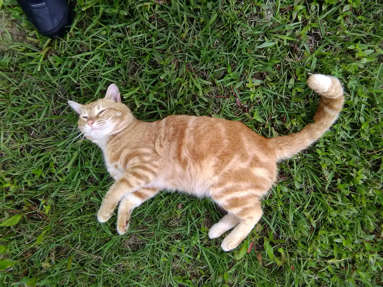 Lost cat in Seabrook, TX, 77586