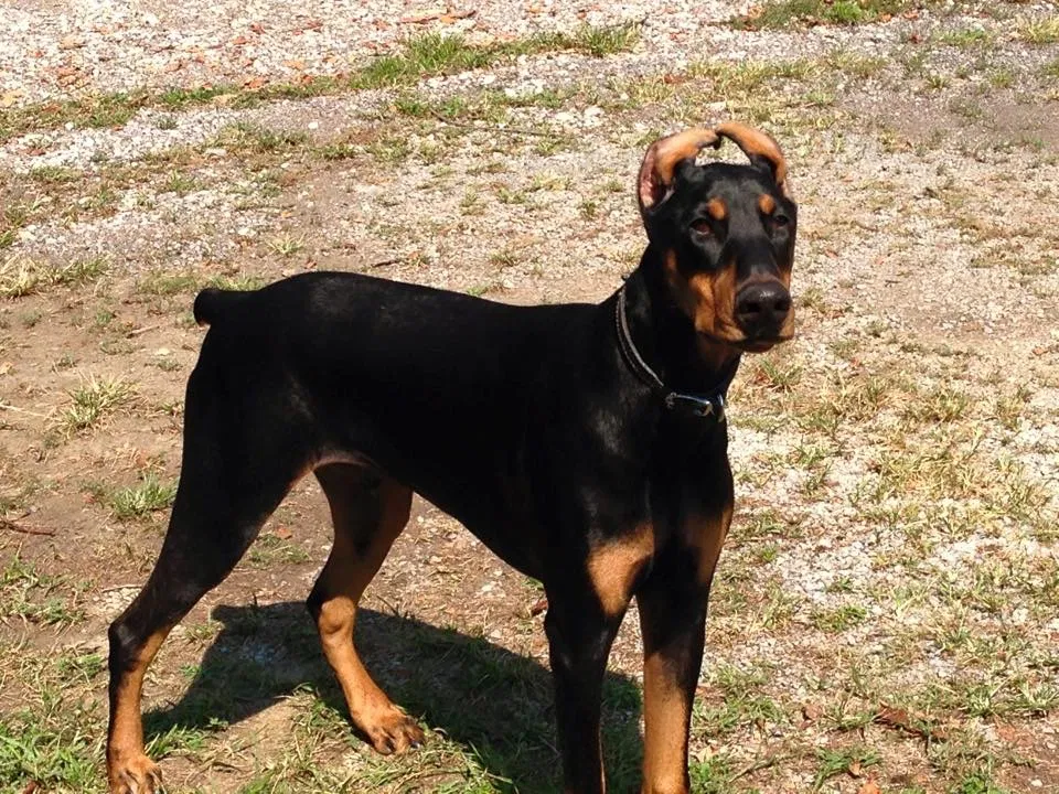 Lost dog in Corydon, KY, 42406