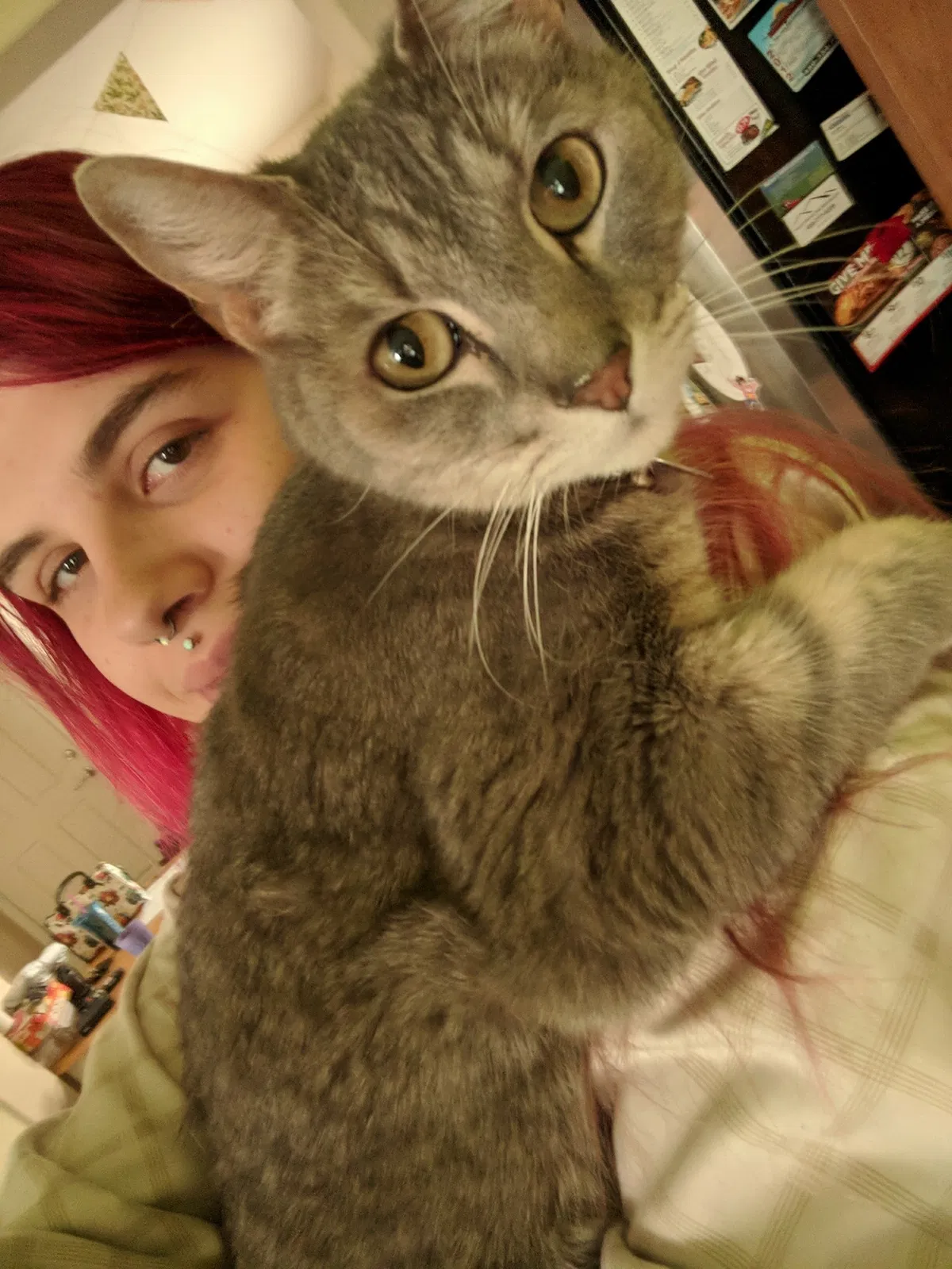 Lost cat in Mesa, AZ, 85212