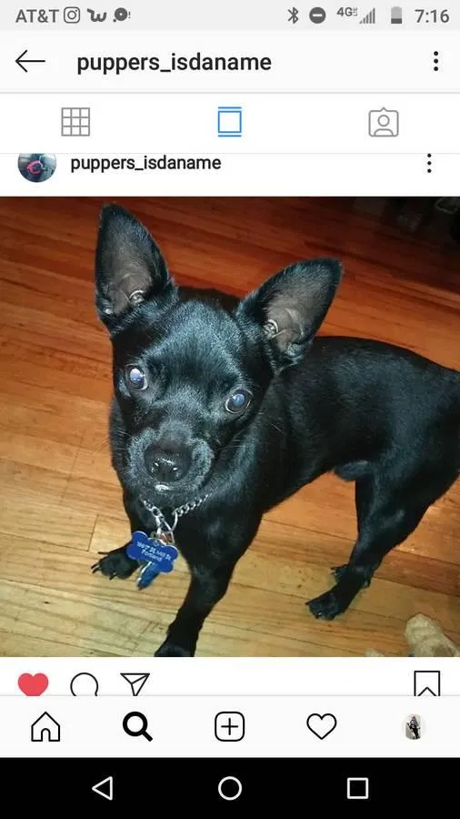 Lost dog in Portland, OR, 97233