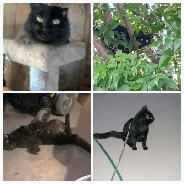 Lost cat in Tucson, AZ, 85710