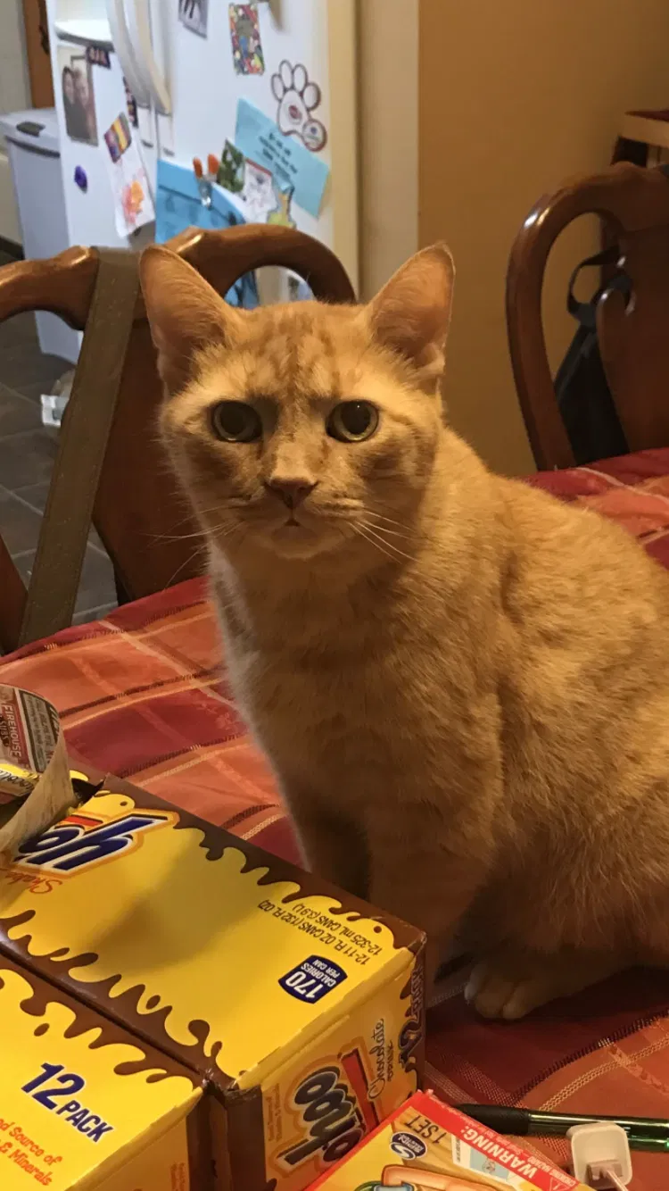 Lost cat in Harrison, OH, 45030