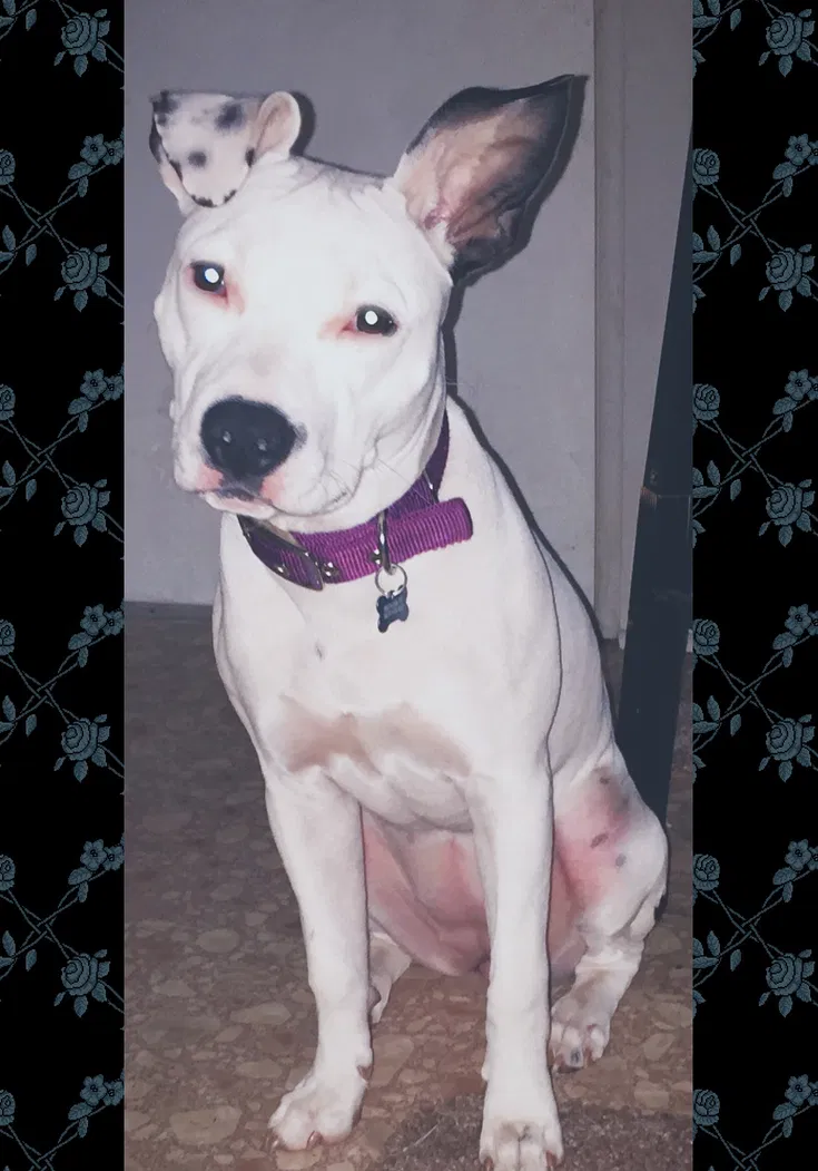 Lost dog in Gaston, SC, 29053