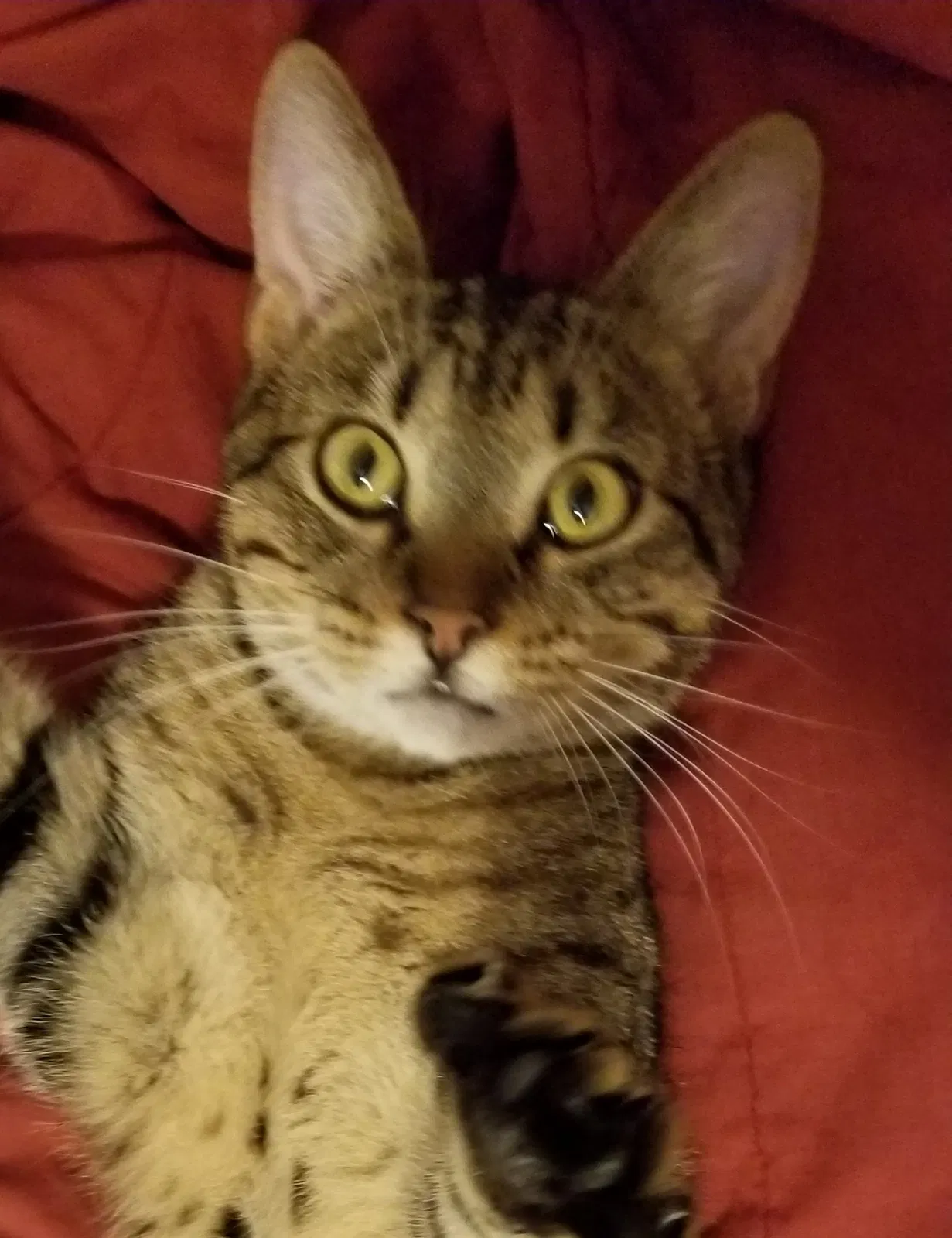 Lost cat in Tallahassee, FL, 32311