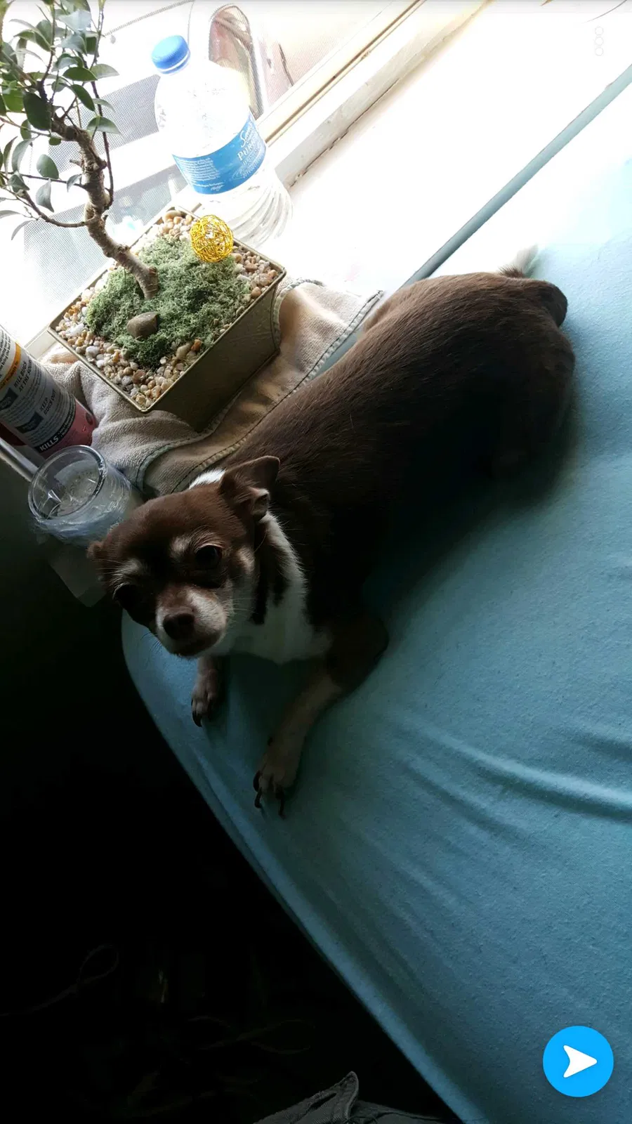 Lost dog in Springdale, AR, 72762
