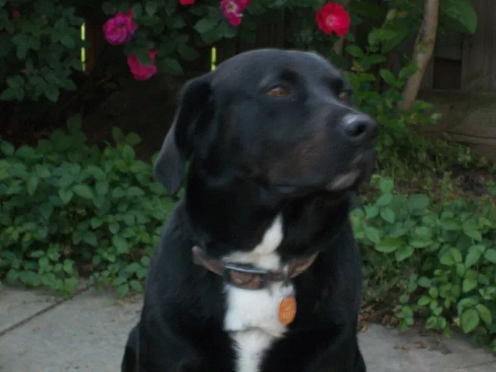 Lost dog in Oxford, MS, 38655
