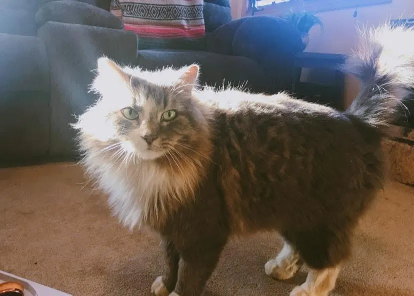 Lost cat in Kenosha, WI, 53142