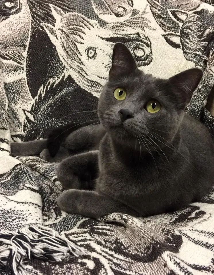 Lost cat in Sunnyvale, CA, 94087