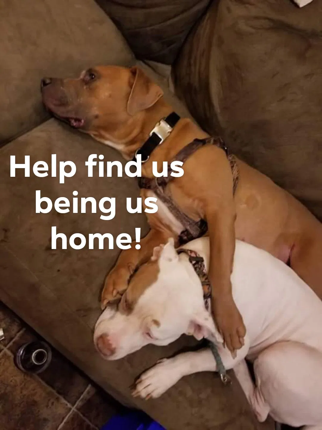 Lost dog in Holly Springs, MS, 38635