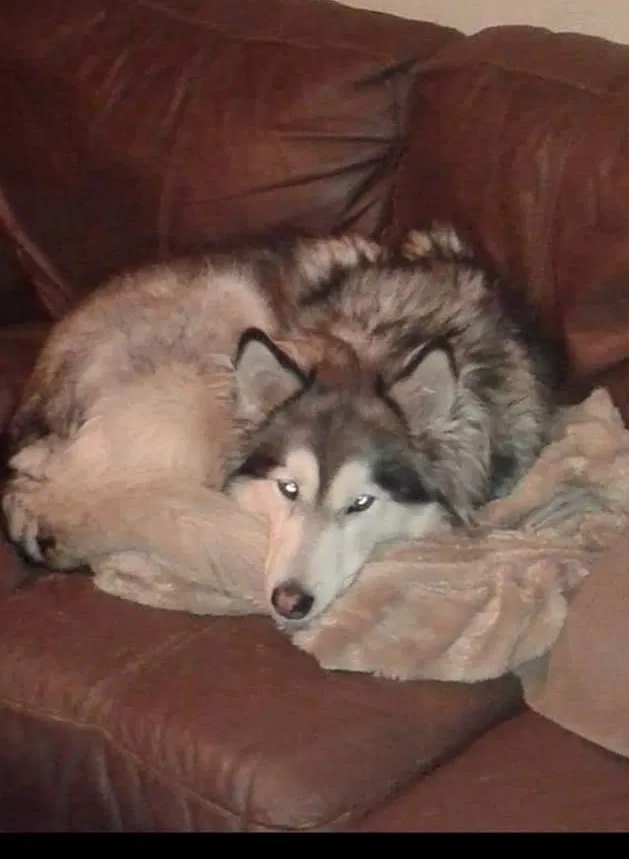 Lost dog in Copperas Cove, TX, 76522