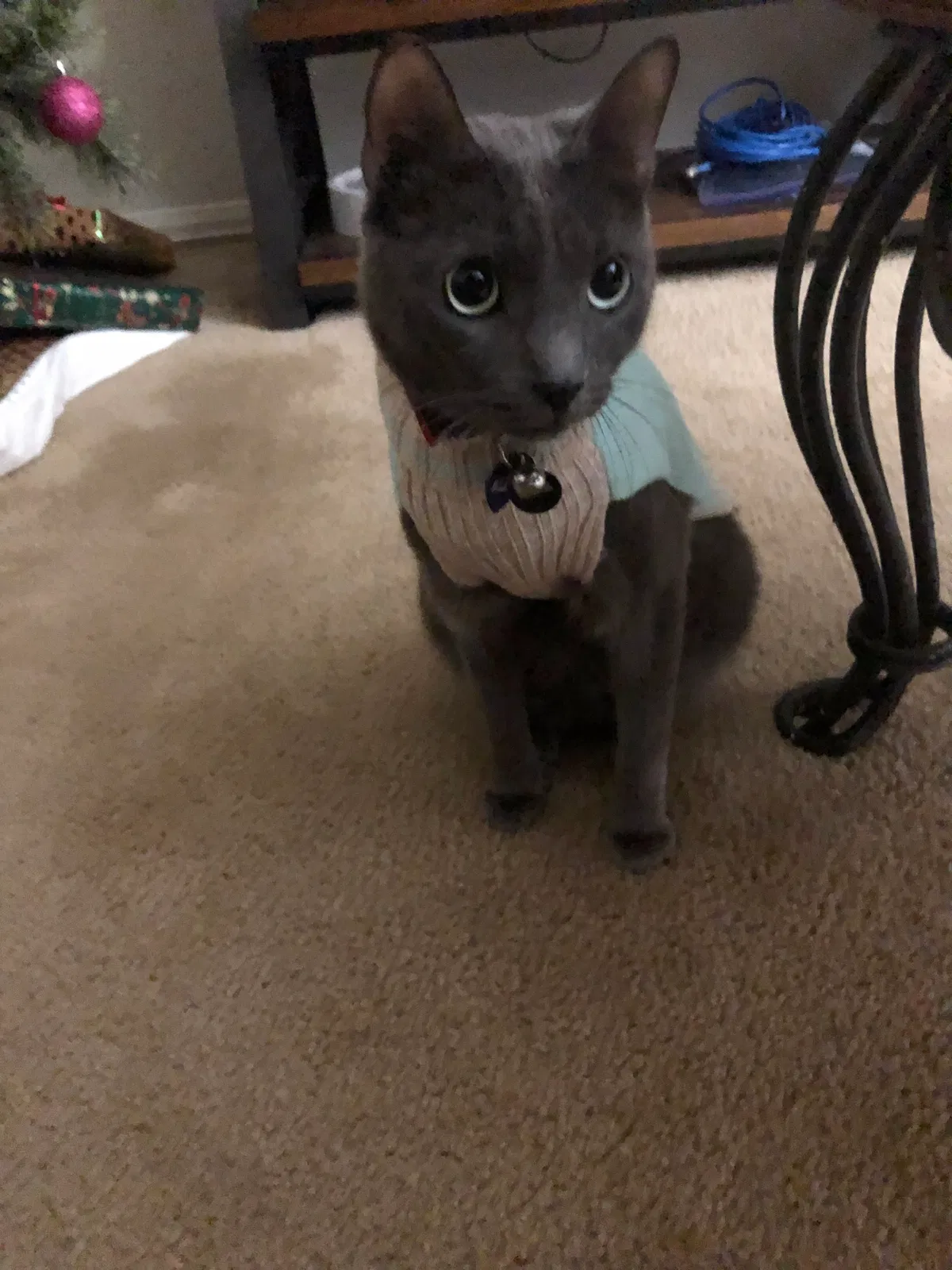 Lost cat in Mechanicsville, VA, 23116