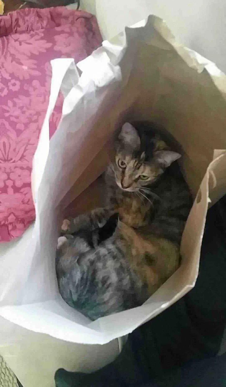 Lost cat in Ypsilanti, MI, 48198