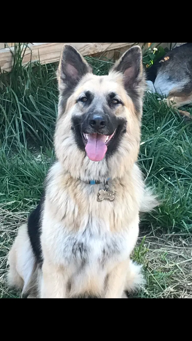 Lost dog in Granite City, IL, 62040
