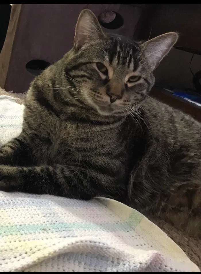 Lost cat in Minneapolis, MN, 55430