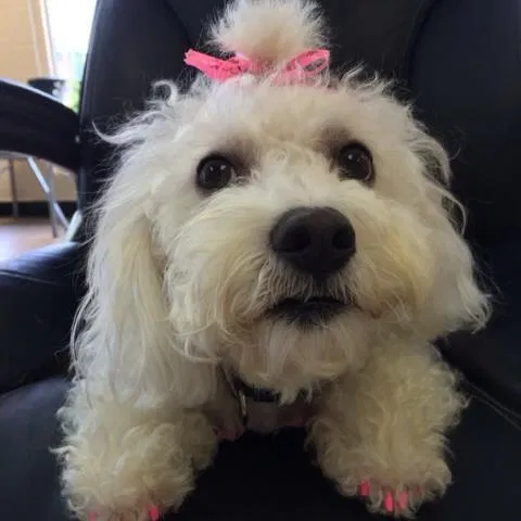 Lost dog in Fort Smith, AR, 72904