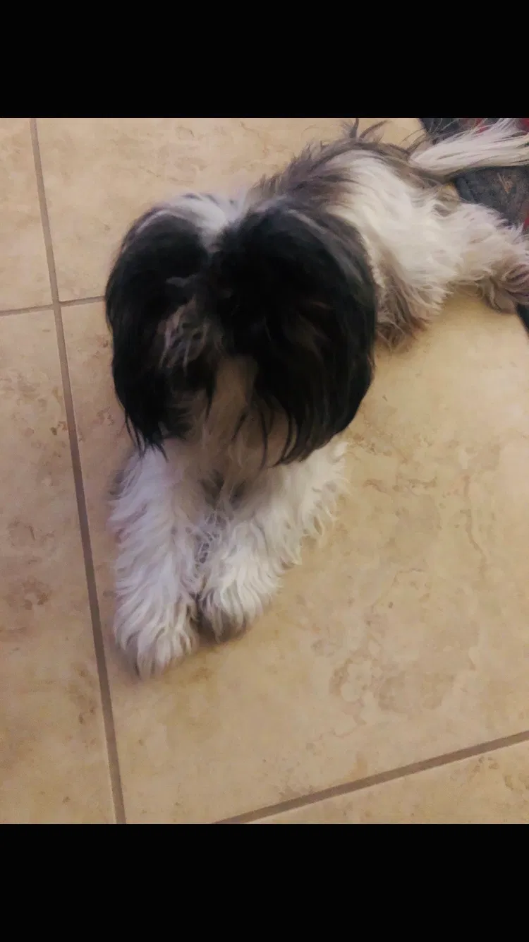 Lost dog in Buckeye, AZ, 85396