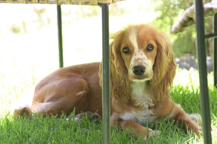 Lost dog in Vail, AZ, 85641