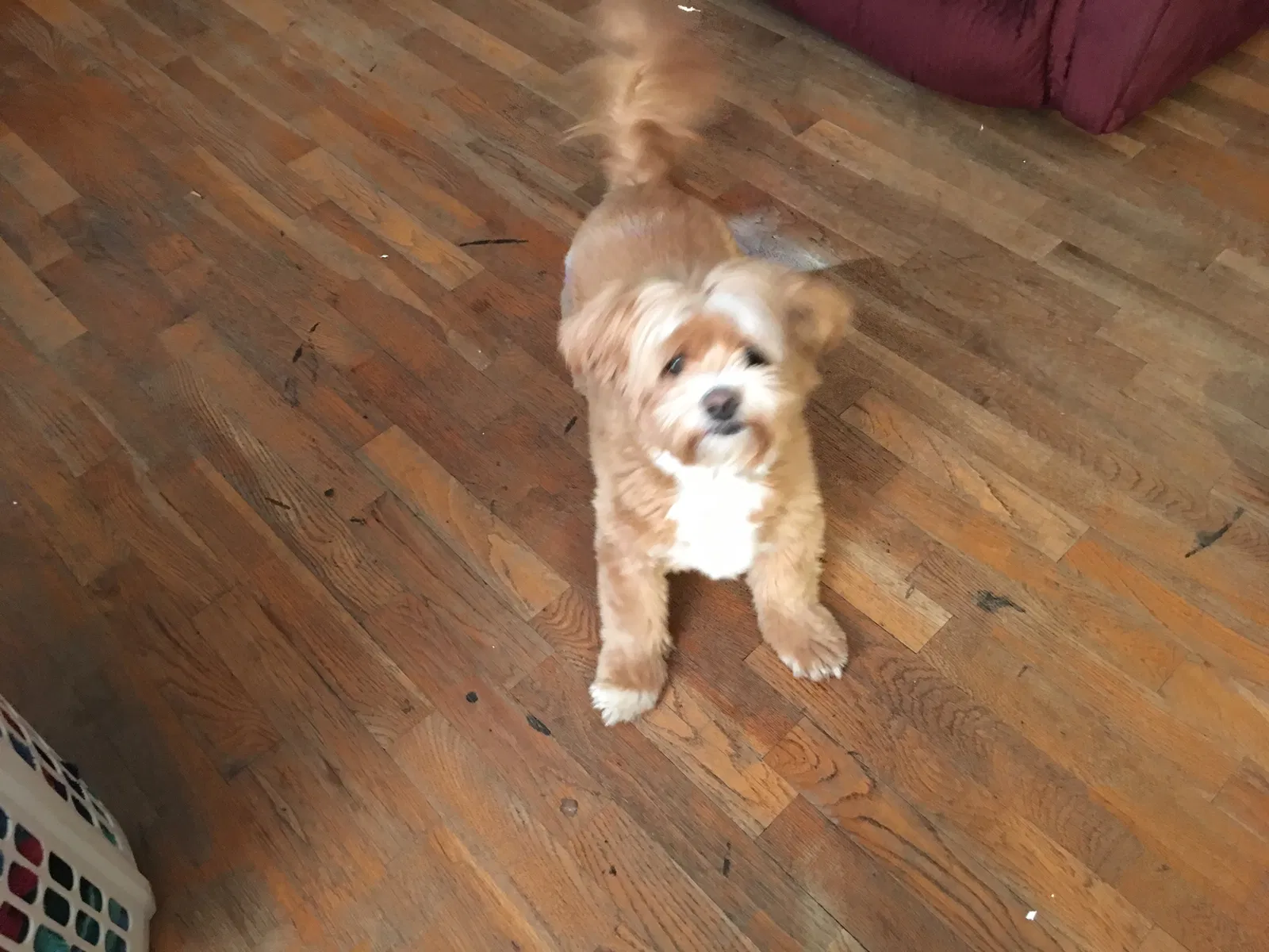 Lost dog in Fresno, CA, 93704