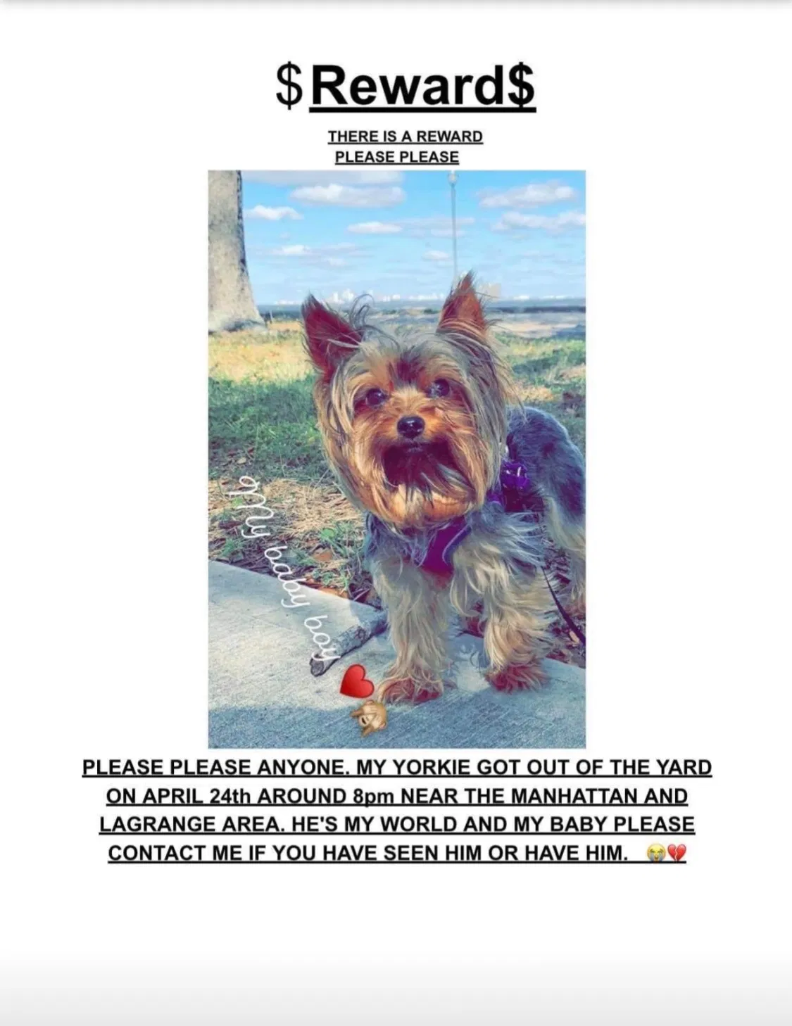 Lost dog in Toledo, OH, 43608