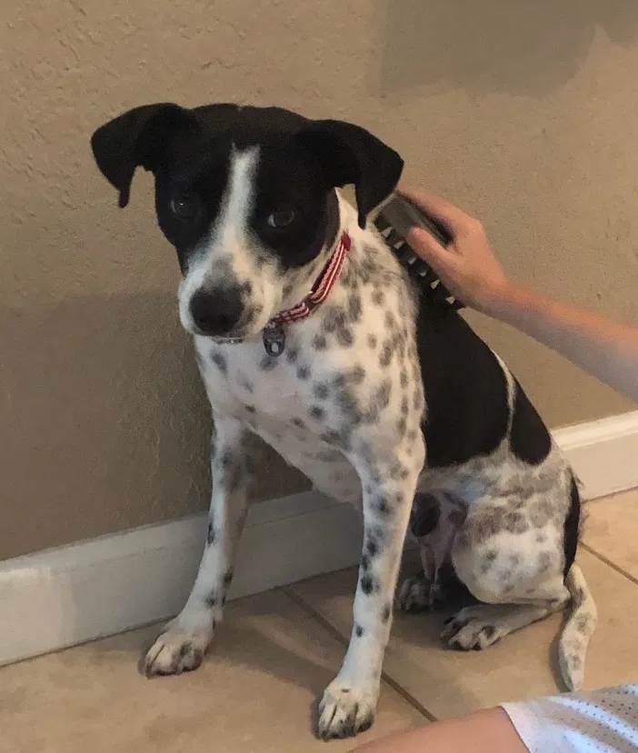 Lost dog in Boynton Beach, FL, 33426