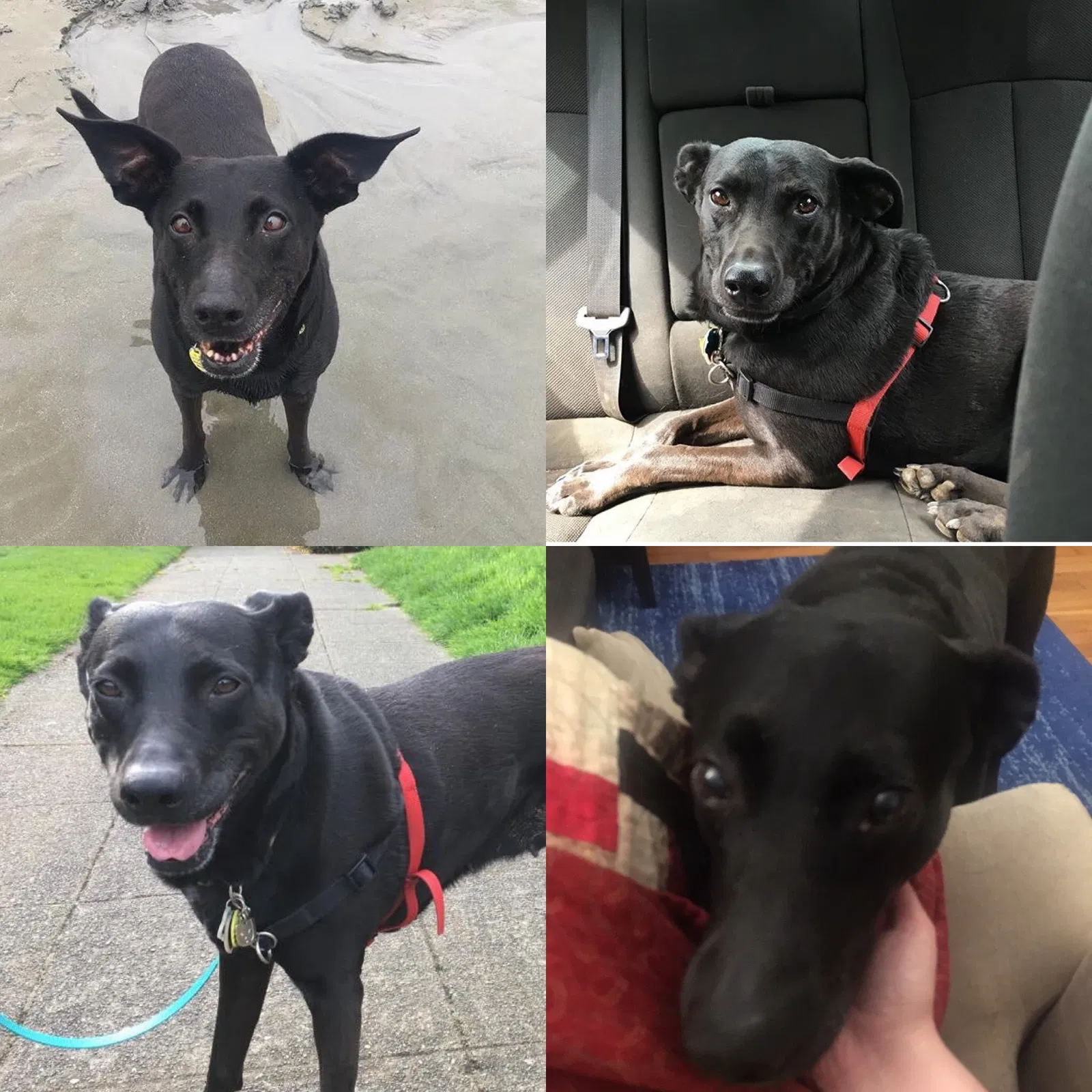 Lost dog in Takoma Park, MD, 20912
