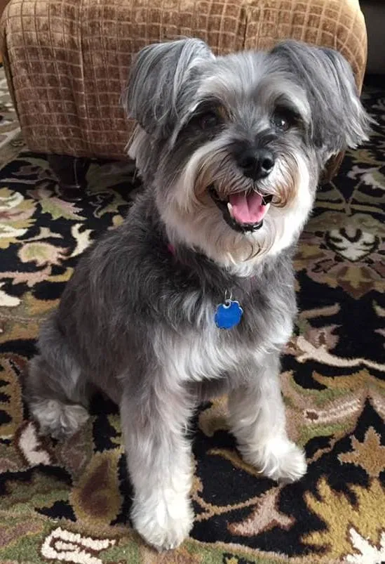 Lost dog in Walled Lake, MI, 48390