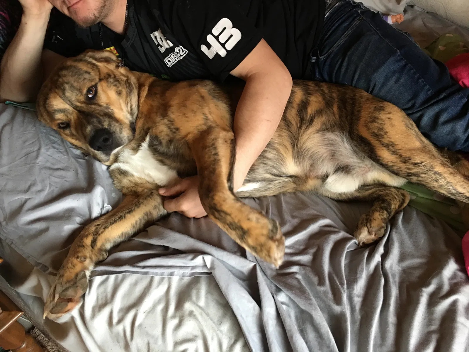 Lost dog in Moose Lake, MN, 55767