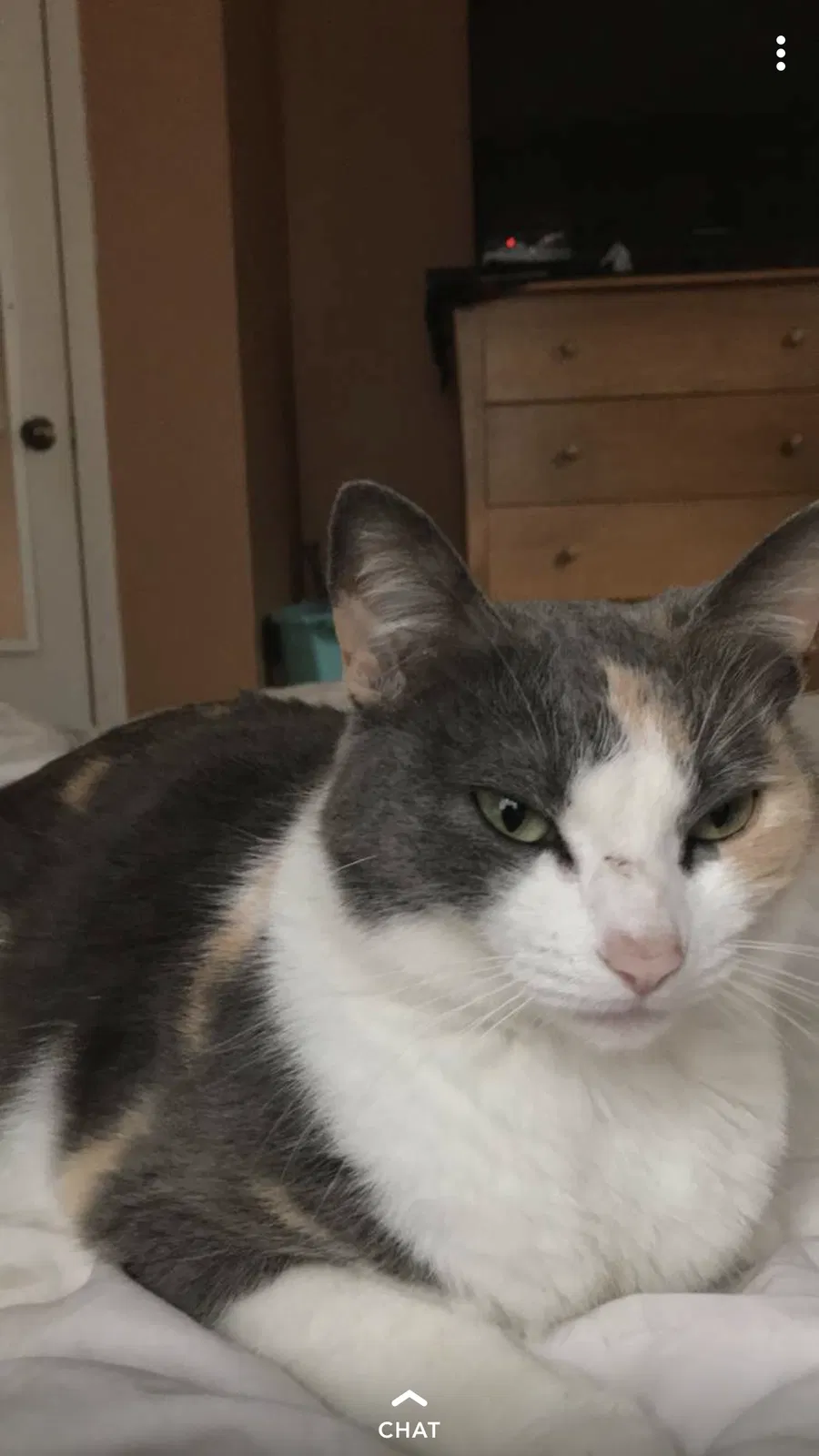 Lost cat in Pensacola, FL, 32501
