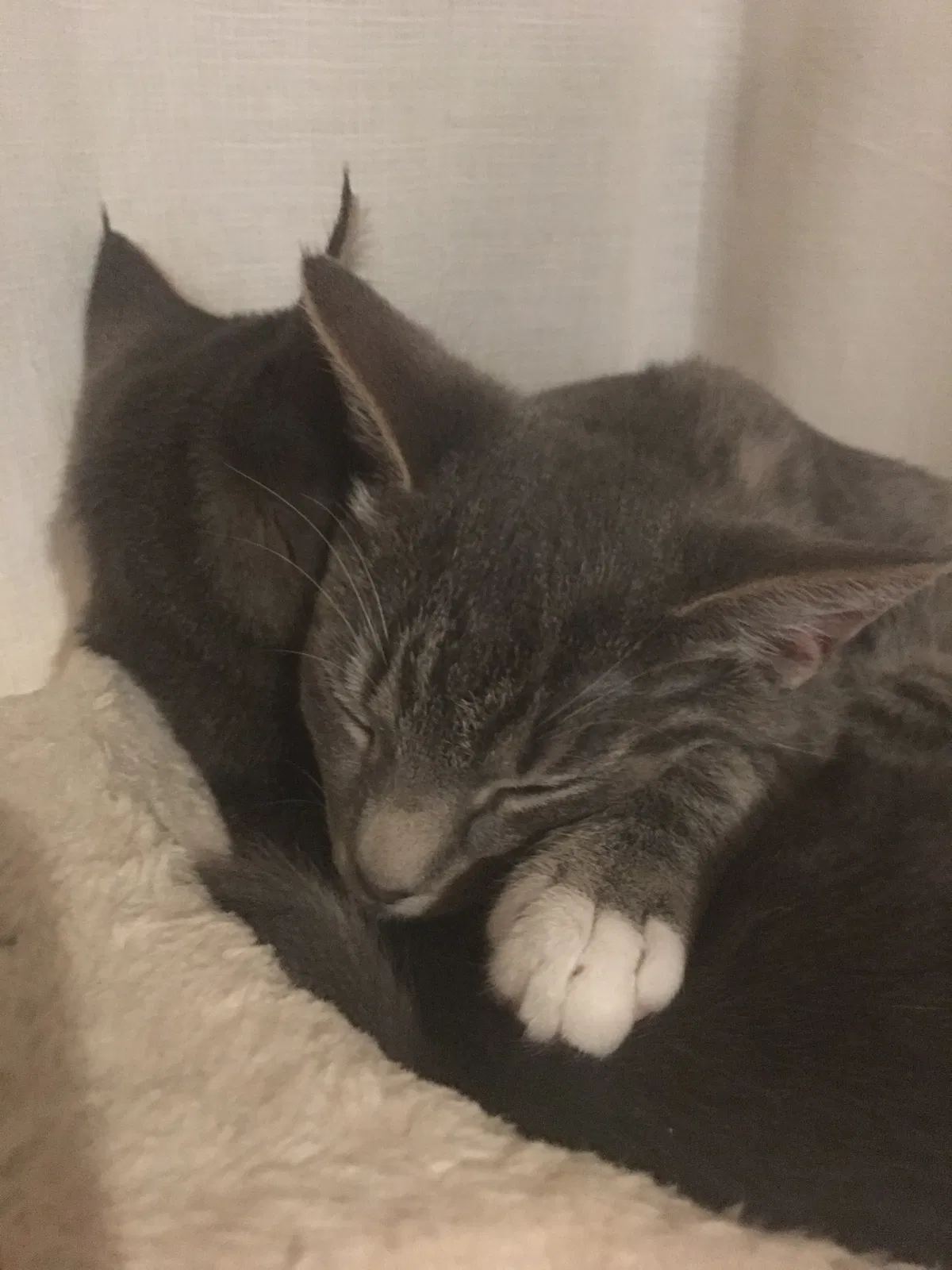 Lost cat in Montgomery Village, MD, 20886