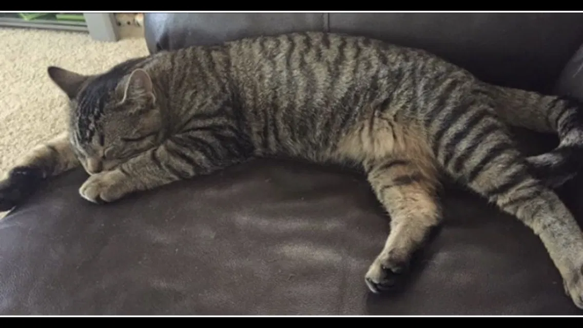 Lost cat in Green Bay, WI, 54313