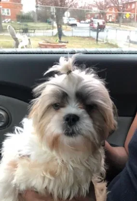 Lost dog in Laurel, MD, 20707