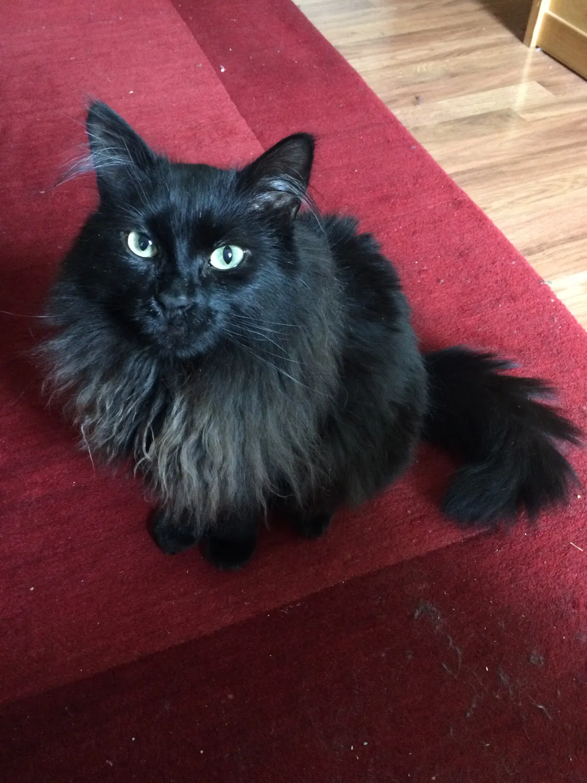 Lost cat in Germantown, MD, 20874