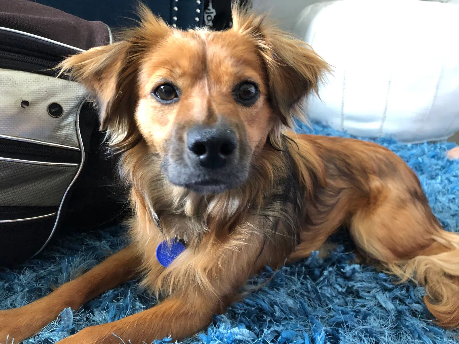 Lost dog in Irvine, CA, 92612