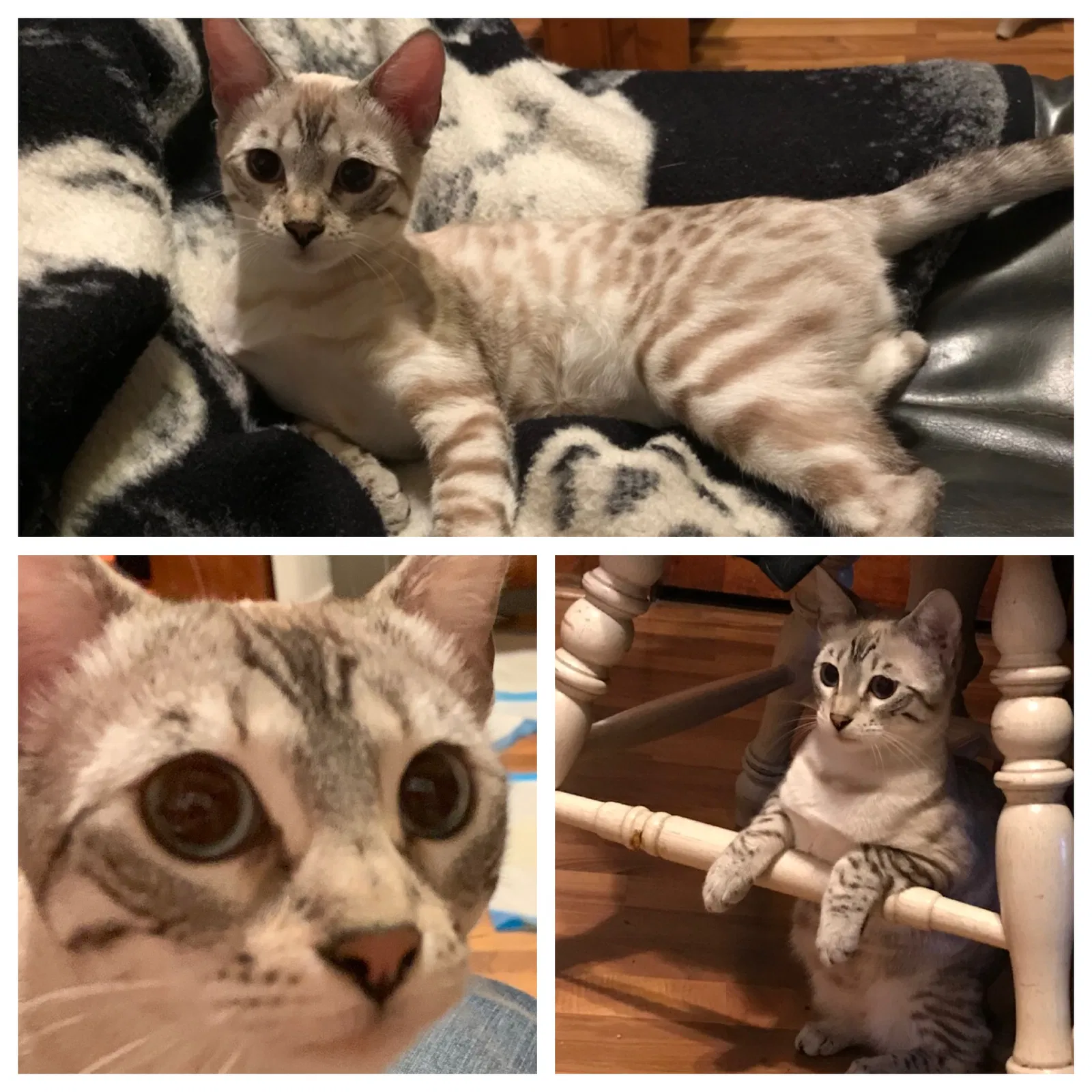 Lost cat in Streator, IL, 61364