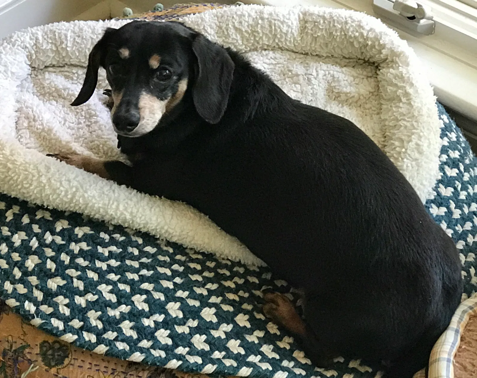 Lost dog in Nashville, TN, 37209