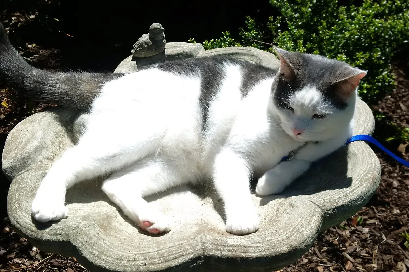 Lost cat in Madison, AL, 35758