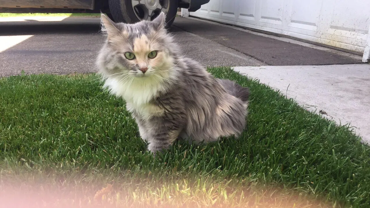 Lost cat in Saint Paul, MN, 55130
