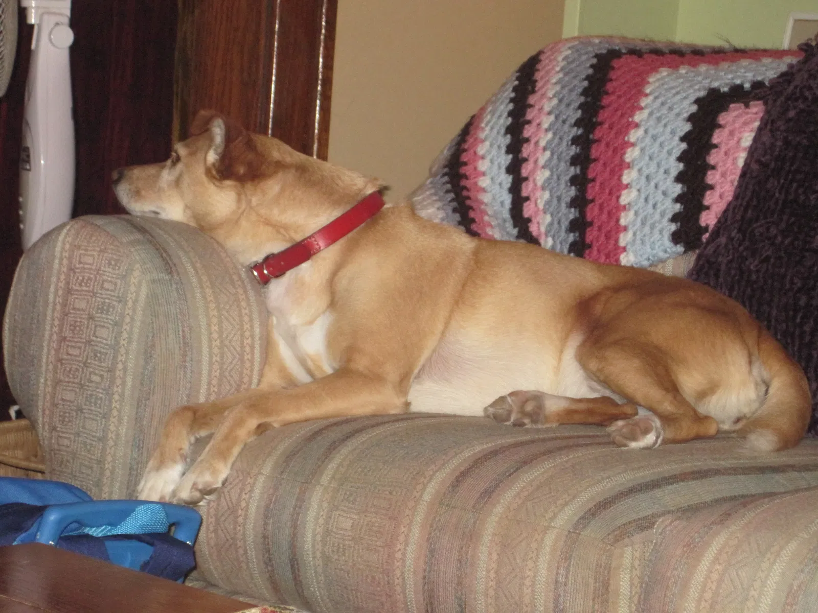 Lost dog in Howell, MI, 48843