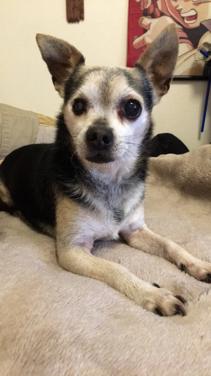 Lost dog in Vancouver, WA, 98662