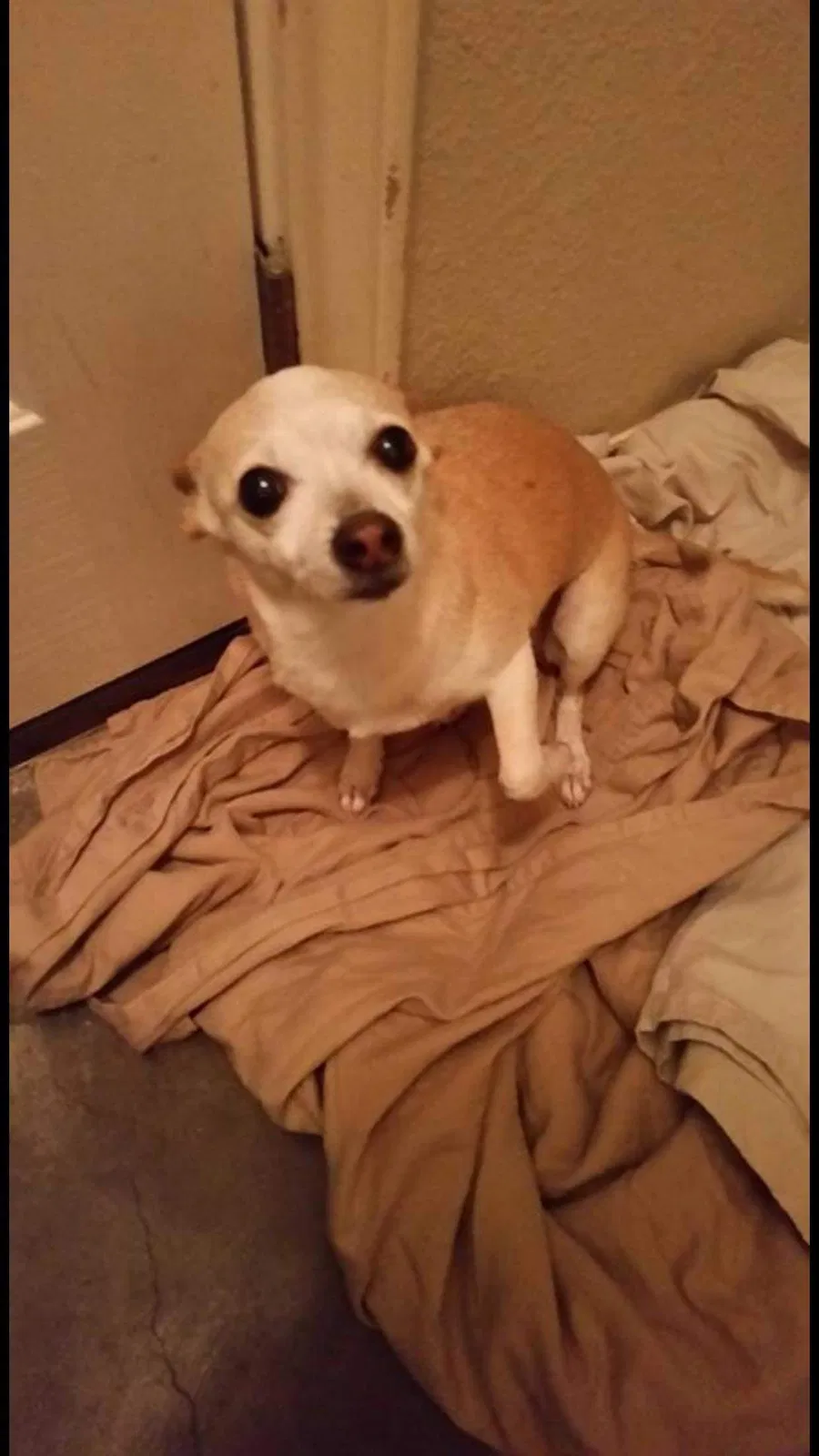 Lost dog in Laredo, TX, 78046