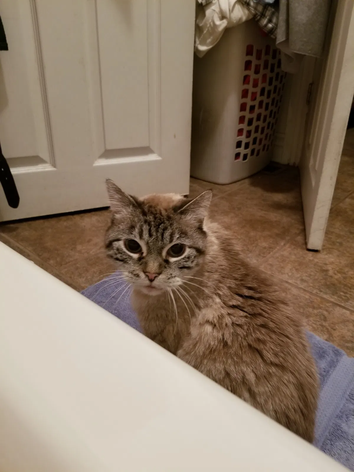Lost cat in Midvale, UT, 84047