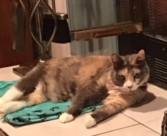Lost cat in Gainesville, GA, 30506