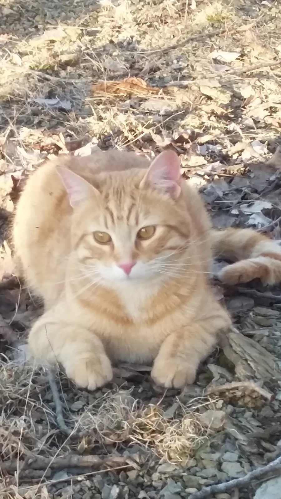 Lost cat in Mount Perry, OH, 43760