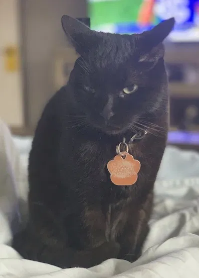 Lost cat in Dallas, TX, 75246
