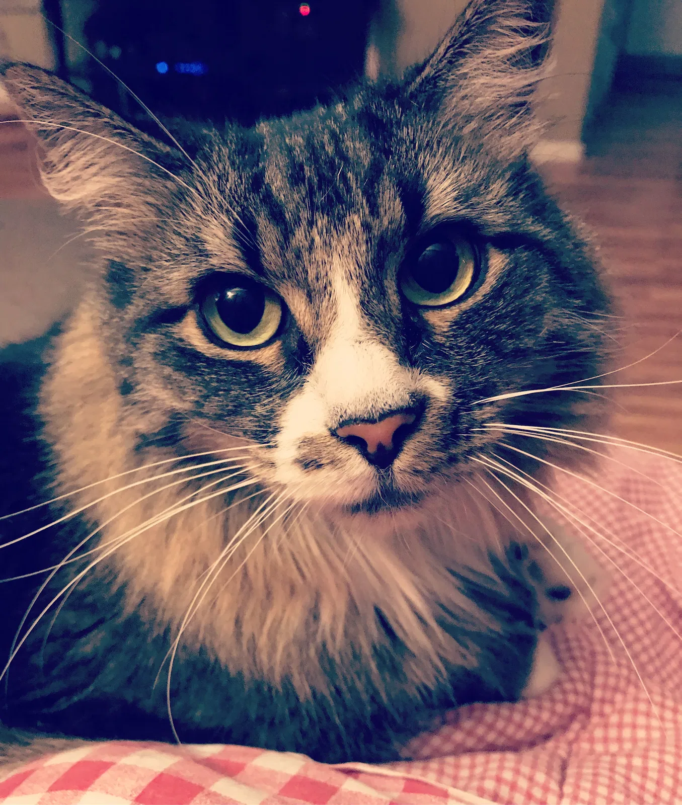 Lost cat in Westminster, CO, 80031