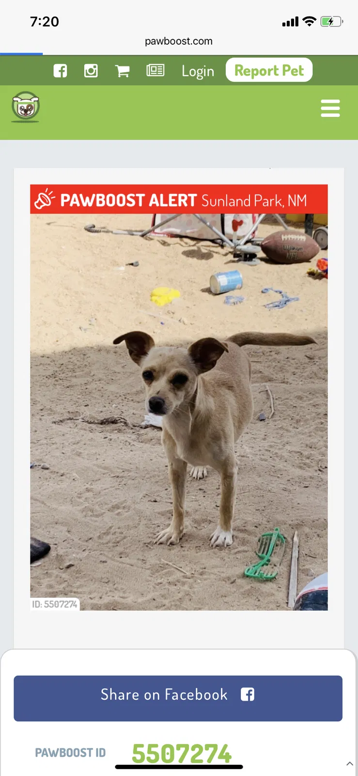Lost dog in Sunland Park, NM, 88063