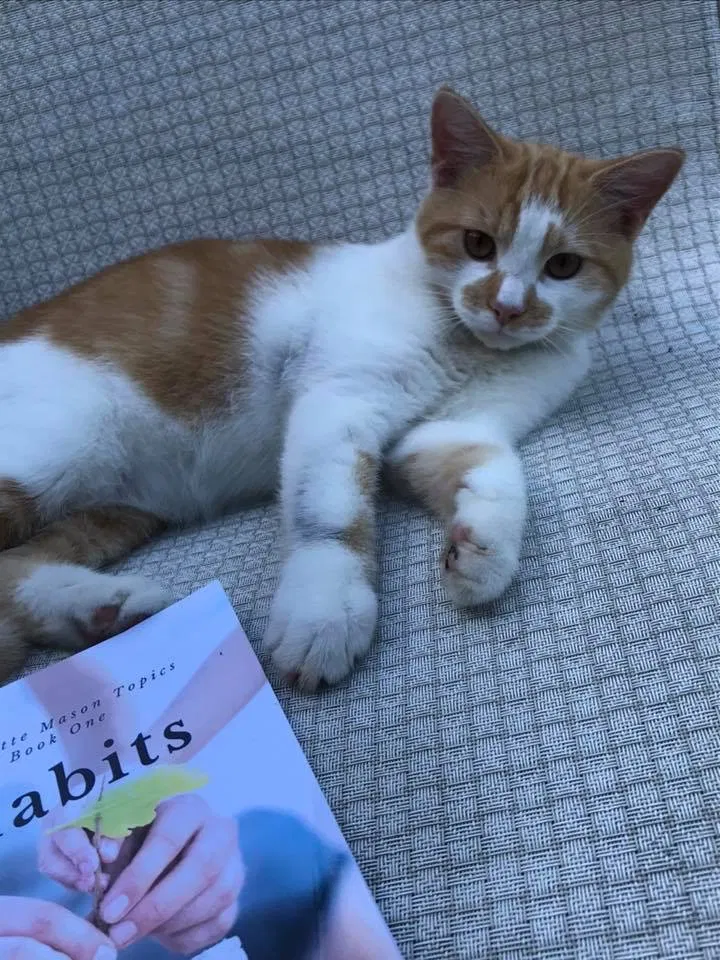 Lost cat in Crestview, FL, 32539